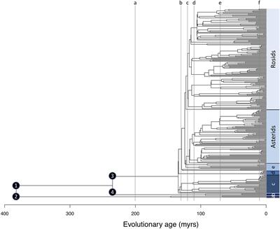 Evolutionary Diversity Peaks at Mid-Elevations Along an Amazon-to-Andes Elevation Gradient